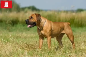 Lees meer over het artikel Boerboel fokkers en puppies in Hamburg