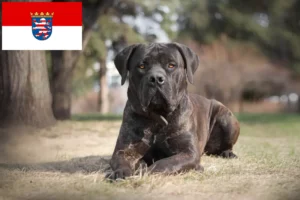 Lees meer over het artikel Boerboel fokkers en pups in Hessen