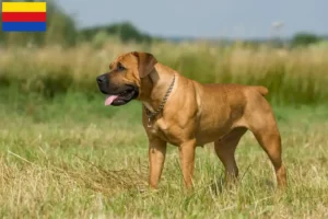 Lees meer over het artikel Boerboel fokkers en pups in Noord-Holland