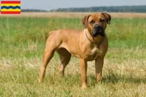 Lees meer over het artikel Boerboel fokkers en pups in Overijssel