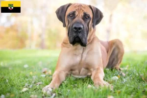 Lees meer over het artikel Boerboel fokkers en pups in Saksen-Anhalt