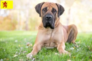 Lees meer over het artikel Boerboel fokkers en pups in Zuid-Holland