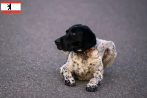 Lees meer over het artikel Braque d’Auvergne fokkers en puppies in Berlijn