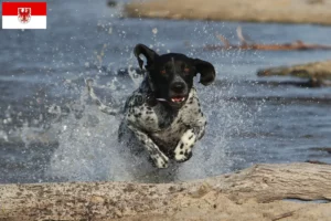 Lees meer over het artikel Braque d’Auvergne fokkers en puppies in Brandenburg