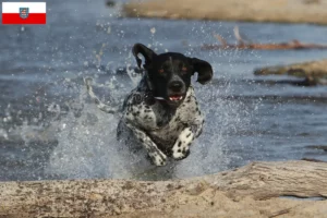 Lees meer over het artikel Braque d’Auvergne fokkers en puppies in Thüringen