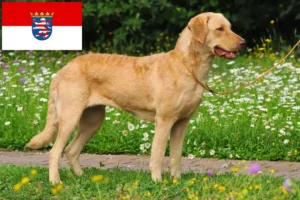 Lees meer over het artikel Chesapeake Bay Retriever fokkers en pups in Hessen