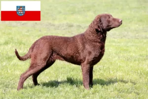 Lees meer over het artikel Chesapeake Bay Retriever fokkers en pups in Thüringen