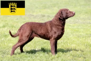 Lees meer over het artikel Chesapeake Bay Retriever fokkers en pups in Baden-Württemberg