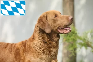 Lees meer over het artikel Chesapeake Bay Retriever fokkers en puppies in Beieren