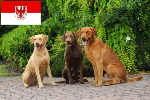 Lees meer over het artikel Chesapeake Bay Retriever fokkers en pups in Brandenburg