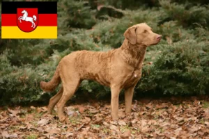 Lees meer over het artikel Chesapeake Bay Retriever fokkers en puppies in Nedersaksen