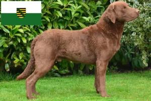 Lees meer over het artikel Chesapeake Bay Retriever fokkers en pups in Saksen