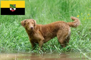 Lees meer over het artikel Chesapeake Bay Retriever fokkers en pups in Saksen-Anhalt