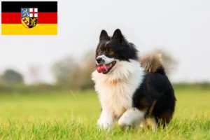 Lees meer over het artikel Elo fokkers en pups in Saarland