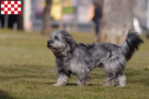 Lees meer over het artikel Gos d’Atura Catalá fokkers en pups in Noord-Brabant