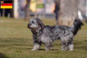 Lees meer over het artikel Gos d’Atura Catalá fokkers en pups in Rijnland-Palts