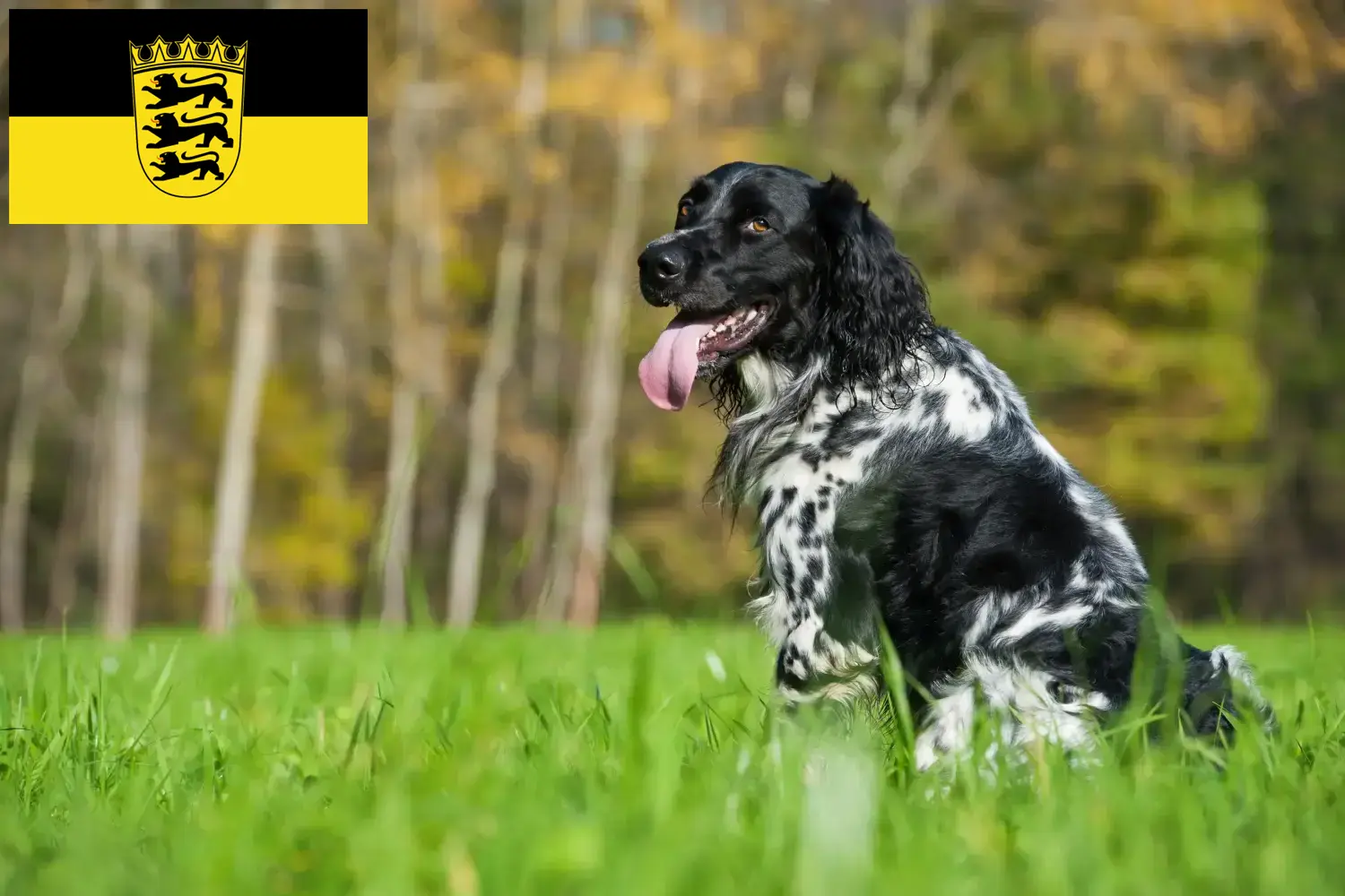 Lees meer over het artikel Grote Münsterländer fokker en puppies in Baden-Württemberg