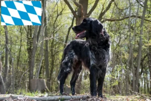 Lees meer over het artikel Grote Münsterländer fokker en puppies in Beieren