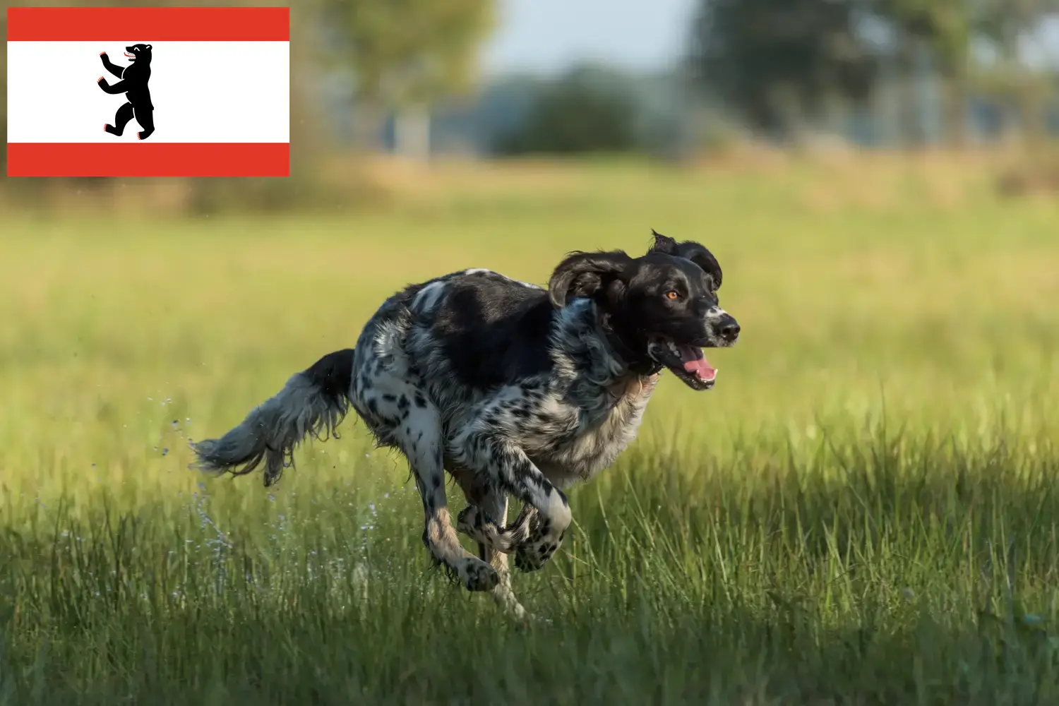 Lees meer over het artikel Grote Münsterländer fokker en puppies in Berlijn