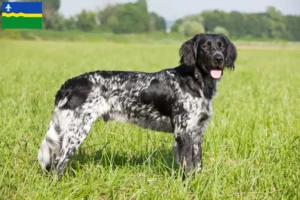 Lees meer over het artikel Grote Münsterländer fokker en puppies in Flevoland