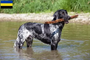 Lees meer over het artikel Grote Münsterländer fokker en pups in Gelderland