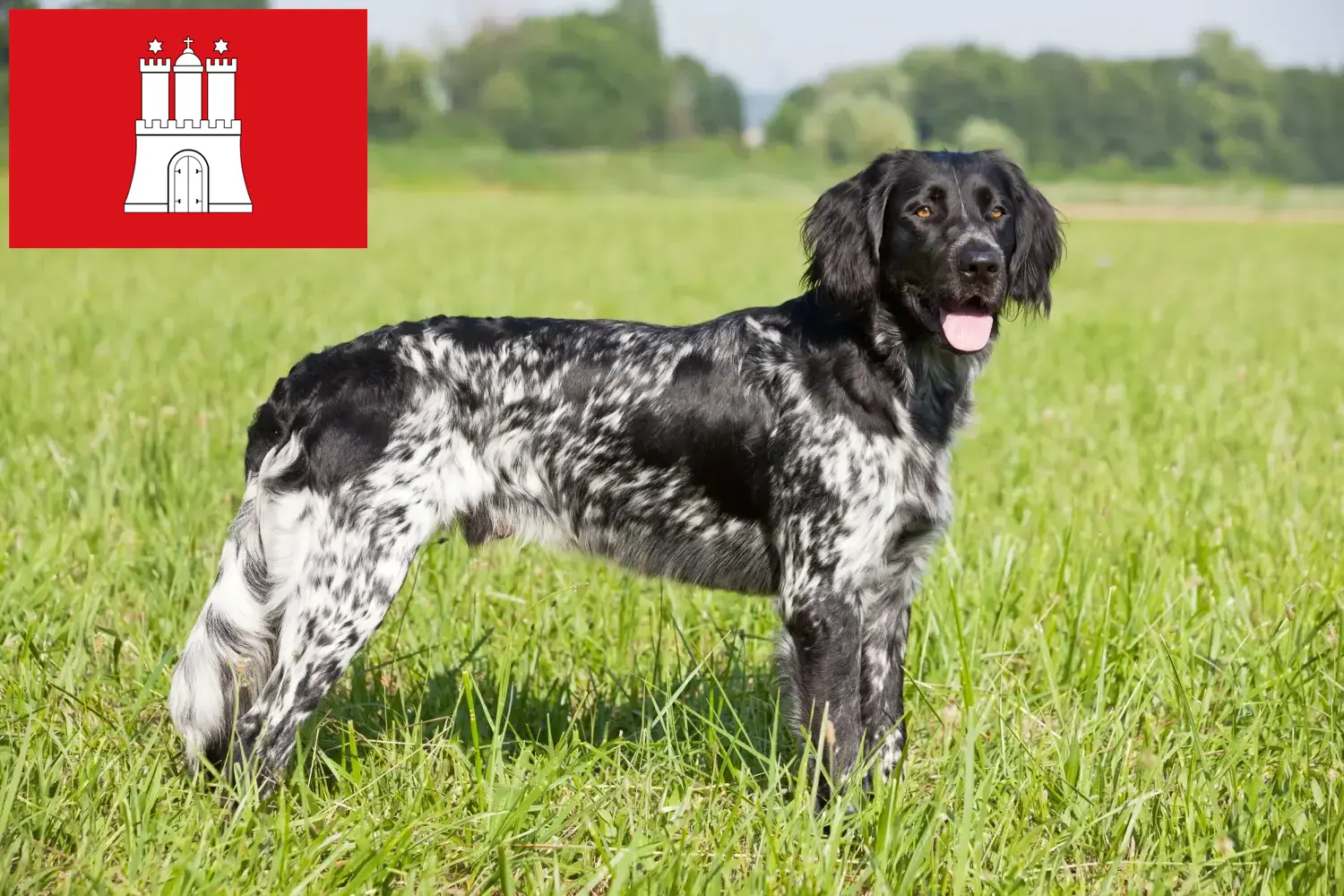 Lees meer over het artikel Grote Münsterländer fokker en puppies in Hamburg