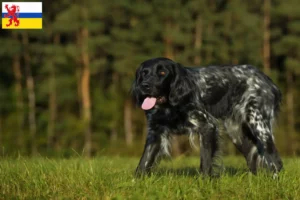 Lees meer over het artikel Grote Münsterländer fokker en puppies in Limburg