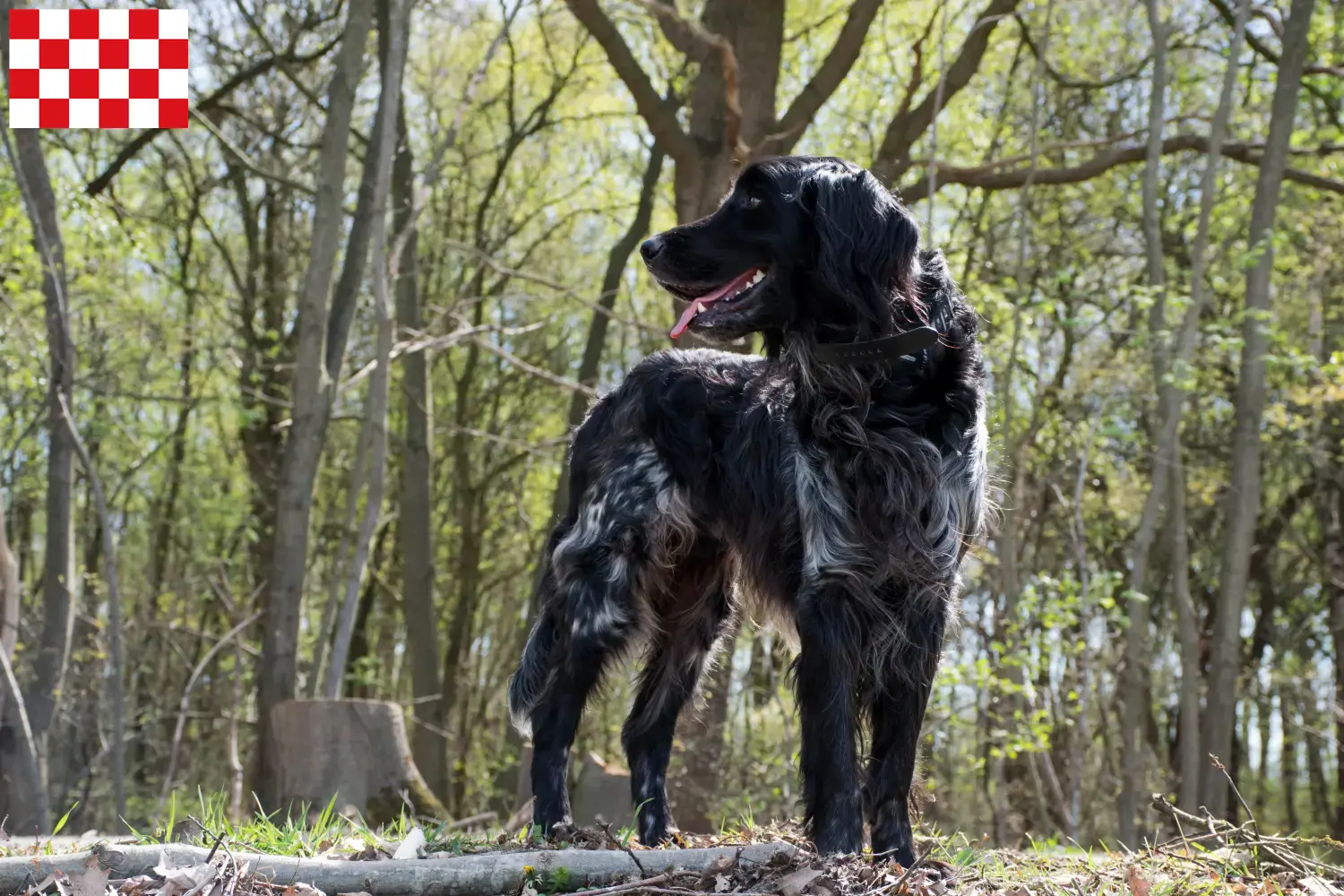 Lees meer over het artikel Grote Münsterländer fokker en pups in Noord-Brabant