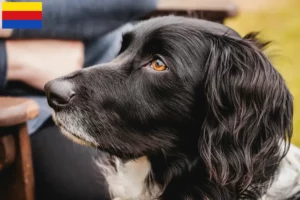 Lees meer over het artikel Grote Münsterländer fokker en puppies in Noord-Holland