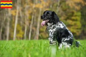 Lees meer over het artikel Grote Münsterländer fokker en pups in Overijssel