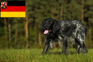 Lees meer over het artikel Grote Münsterländer fokker en puppies in Rijnland-Palts