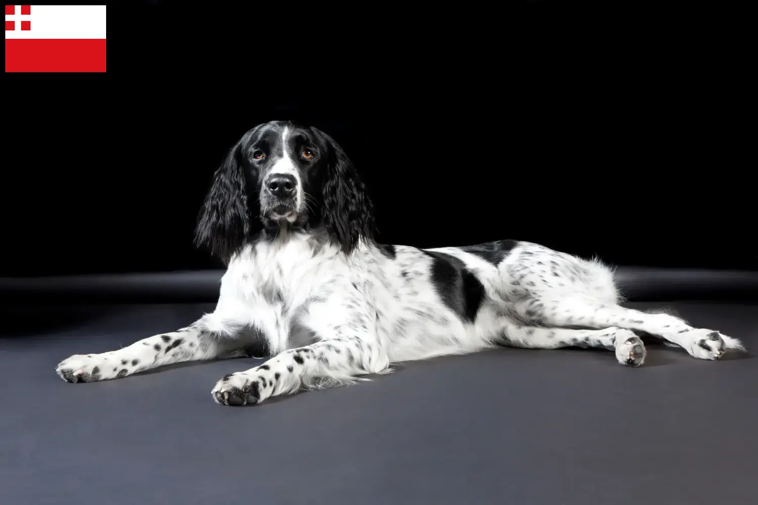 Lees meer over het artikel Grote Münsterländer fokker en puppies in Utrecht