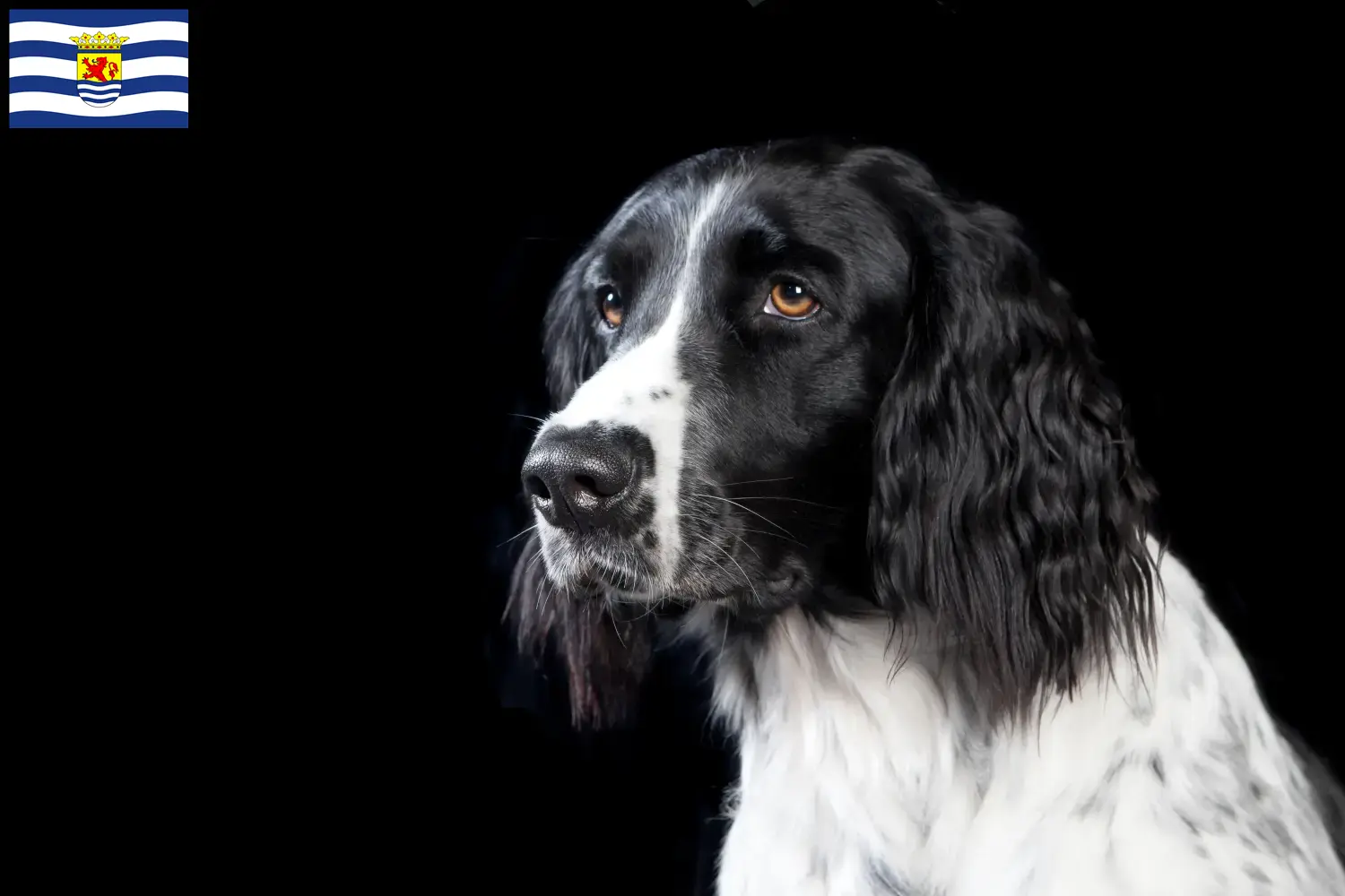 Lees meer over het artikel Grote Münsterländer fokker en pups in Zeeland