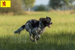 Lees meer over het artikel Grote Münsterländer fokker en puppies in Zuid-Holland