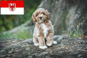 Lees meer over het artikel Maltipoo fokkers en pups in Brandenburg