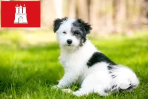 Lees meer over het artikel Maltipoo fokkers en pups in Hamburg