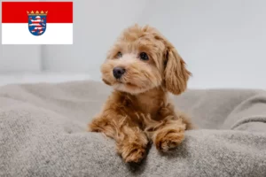 Lees meer over het artikel Maltipoo fokkers en pups in Hessen