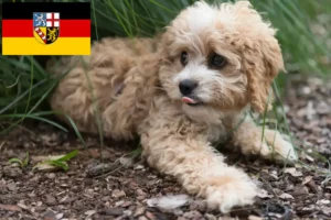 Lees meer over het artikel Maltipoo fokkers en pups in Saarland