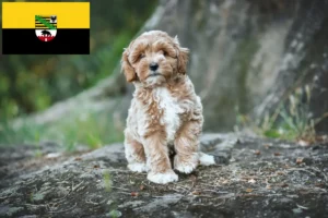 Lees meer over het artikel Maltipoo fokkers en pups in Saksen-Anhalt