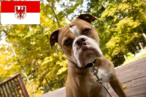 Lees meer over het artikel Olde Engelse Bulldog fokkers en pups in Brandenburg