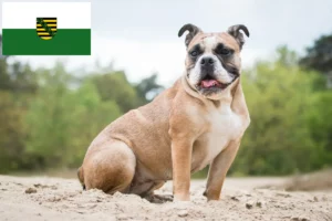 Lees meer over het artikel Olde Engelse Bulldog fokkers en pups in Saksen