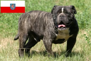 Lees meer over het artikel Olde Engelse Bulldog fokker en pups in Thüringen