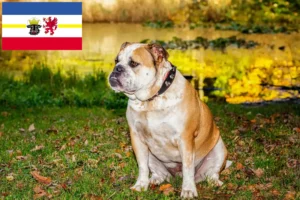 Lees meer over het artikel Olde Engelse Bulldog fokkers en pups in Mecklenburg-Vorpommern