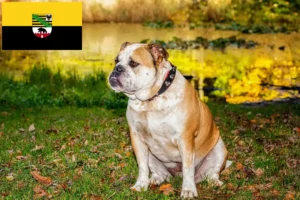 Lees meer over het artikel Olde Engelse Bulldog fokkers en pups in Saksen-Anhalt