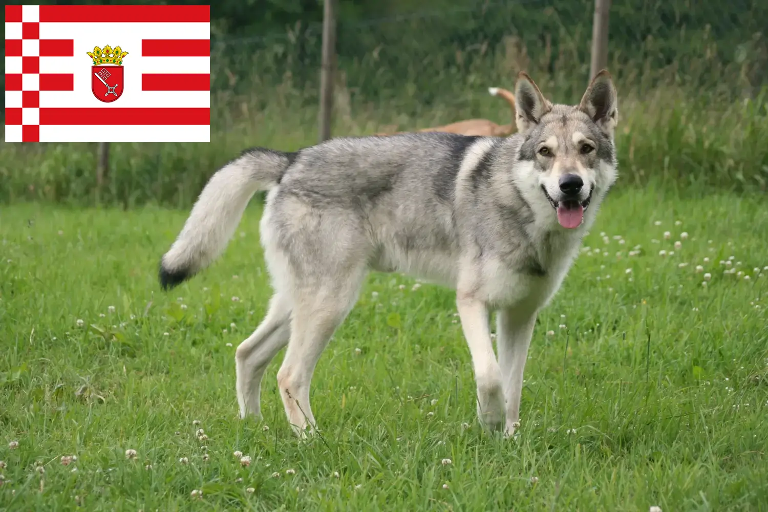 Lees meer over het artikel Saarloos wolfhonden fokkers en pups in Bremen