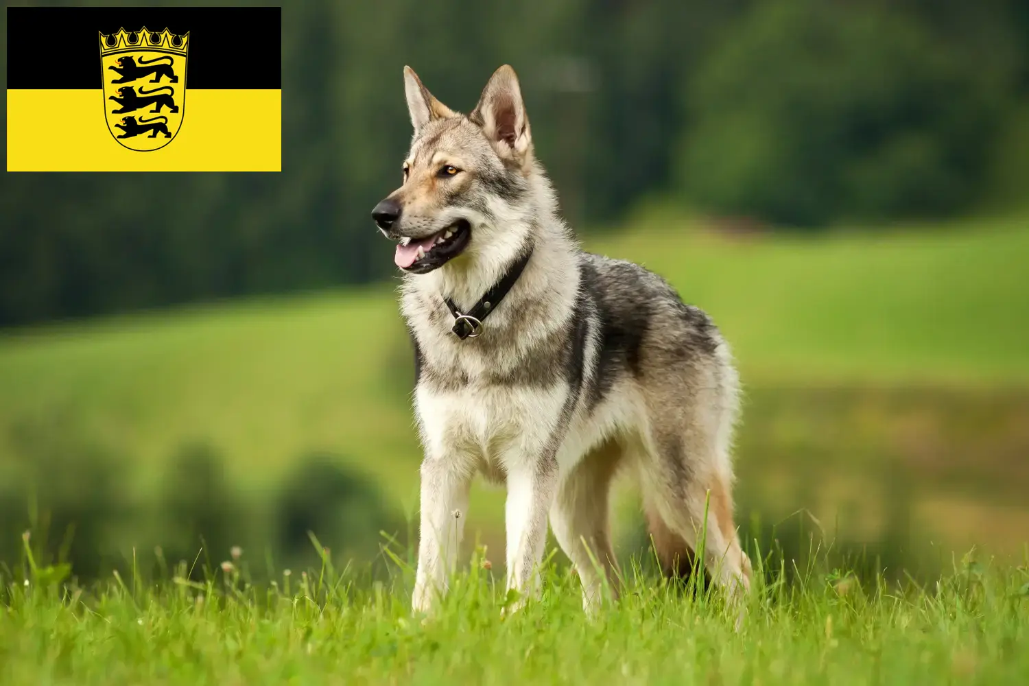 Lees meer over het artikel Saarloos Wolfshondenfokkers en puppies in Baden-Württemberg