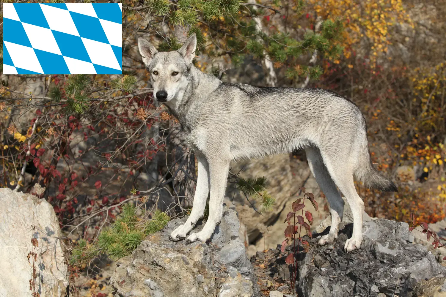 Lees meer over het artikel Saarloos Wolfshond fokkers en pups in Beieren