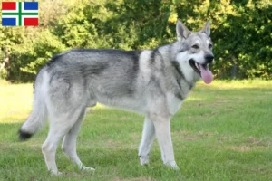 Lees meer over het artikel Saarloos wolfshonden fokkers en pups in Groningen