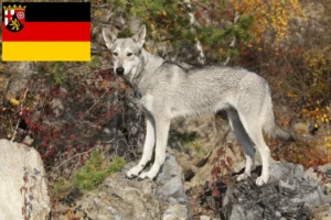 Lees meer over het artikel Saarloos Wolfshondenfokkers en puppies in Rijnland-Palts