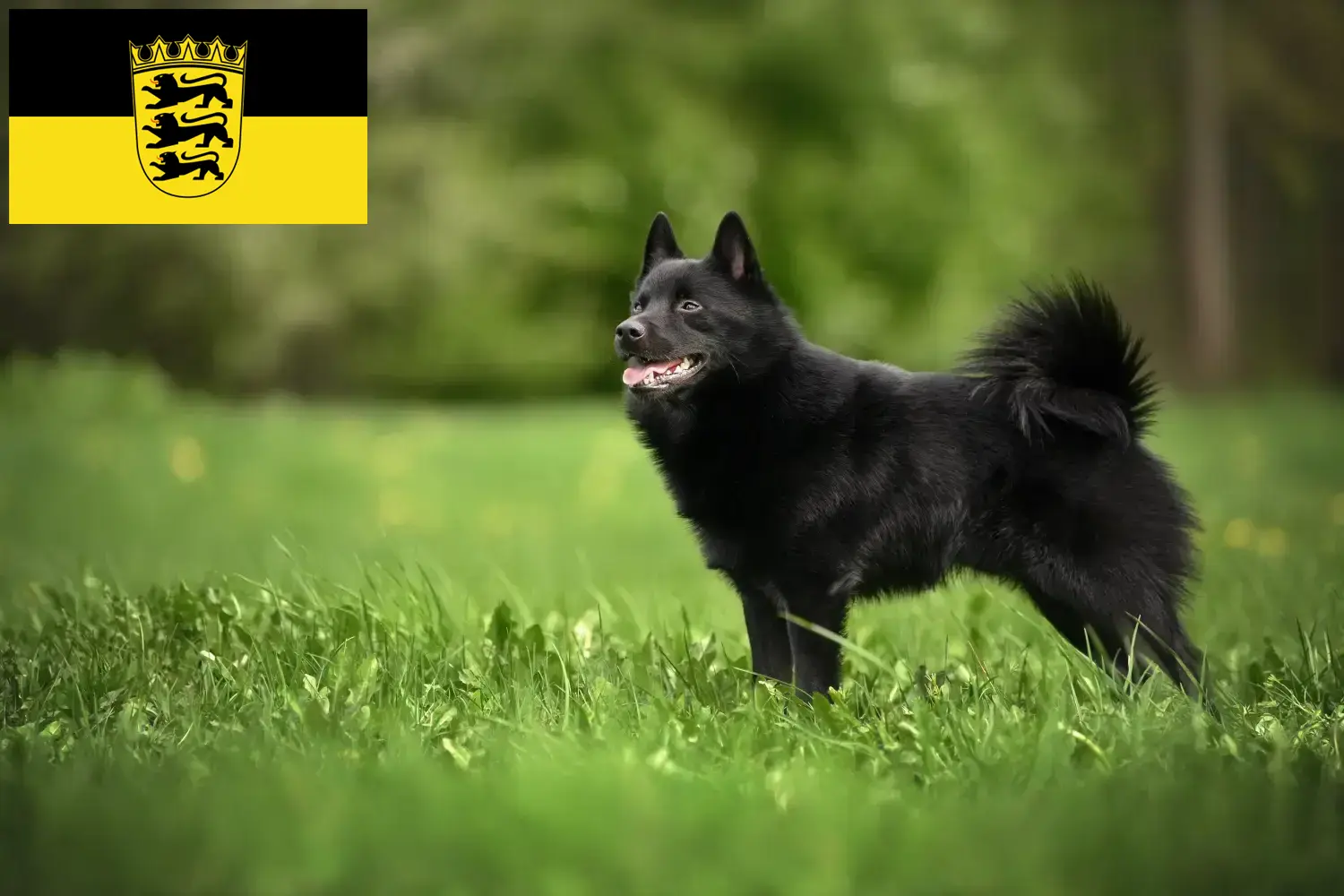 Lees meer over het artikel Schipperke fokkers en pups in Baden-Württemberg